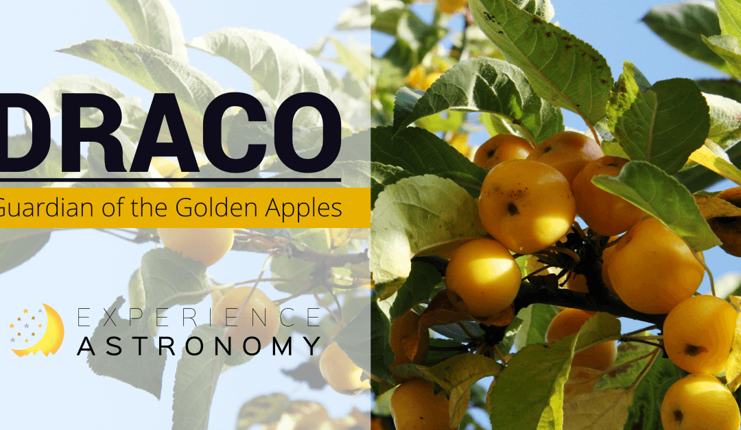 Draco: Guardian of the Golden Apples