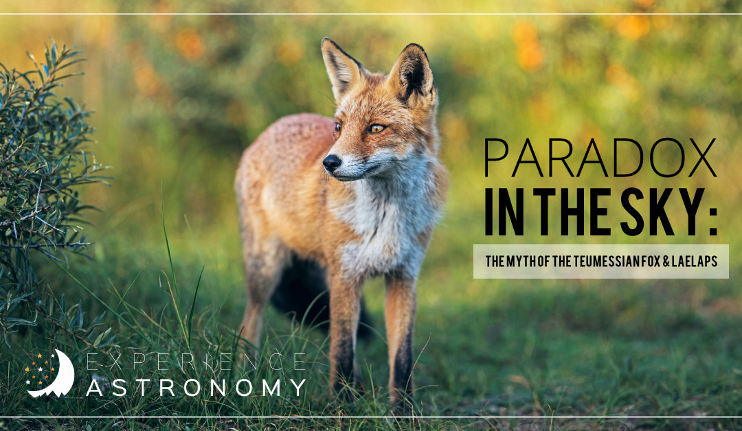 Paradox in the Sky: The Myth of the Teumessian Fox and Laelaps