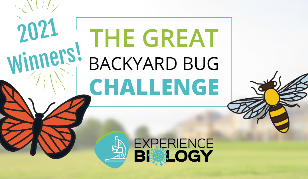 Backyard Bug Challenge Finalists 2021