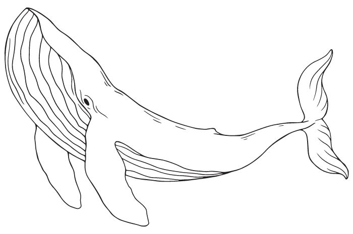 Blue Whale science ocean activity