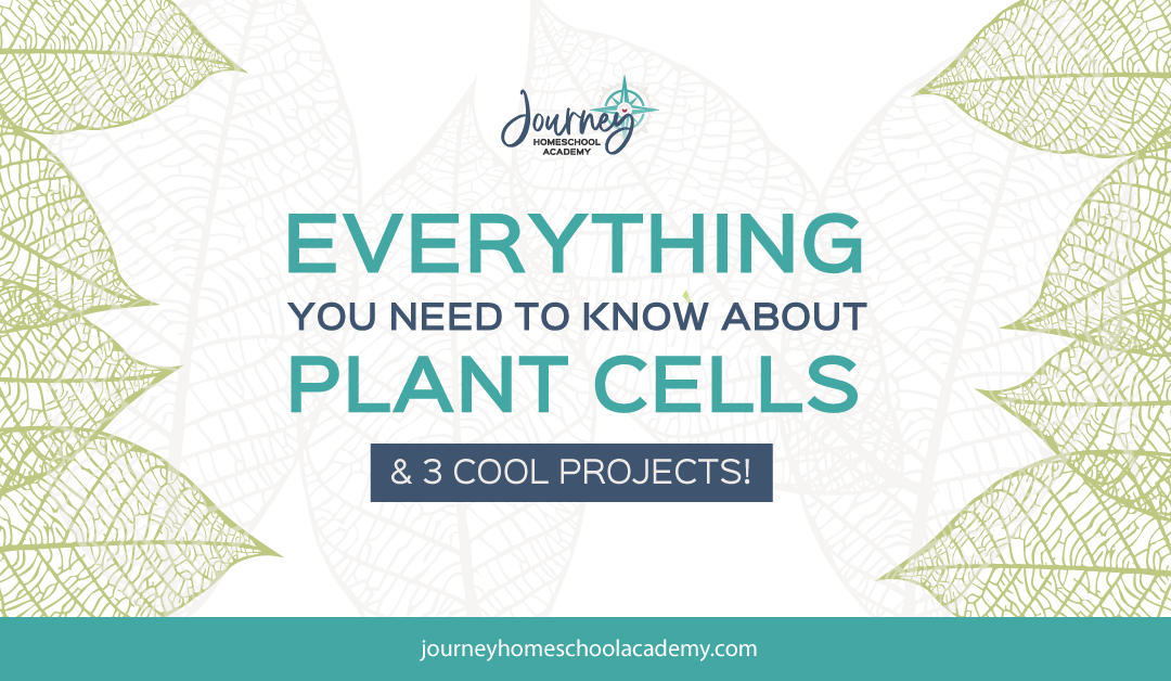 Everything You Need to Know About Plant Cells + 3 Cool Projects
