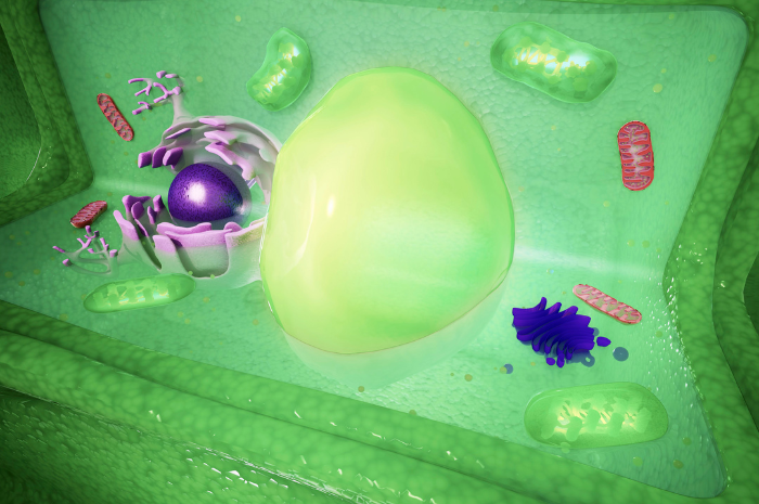 plant nucleus homeschool science