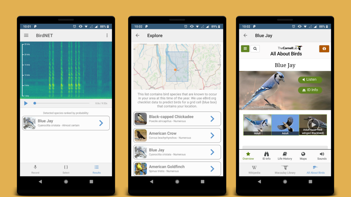 Top 8 Birdsong Apps for Nature-Loving Homeschool Families - Journey Homeschool Academy