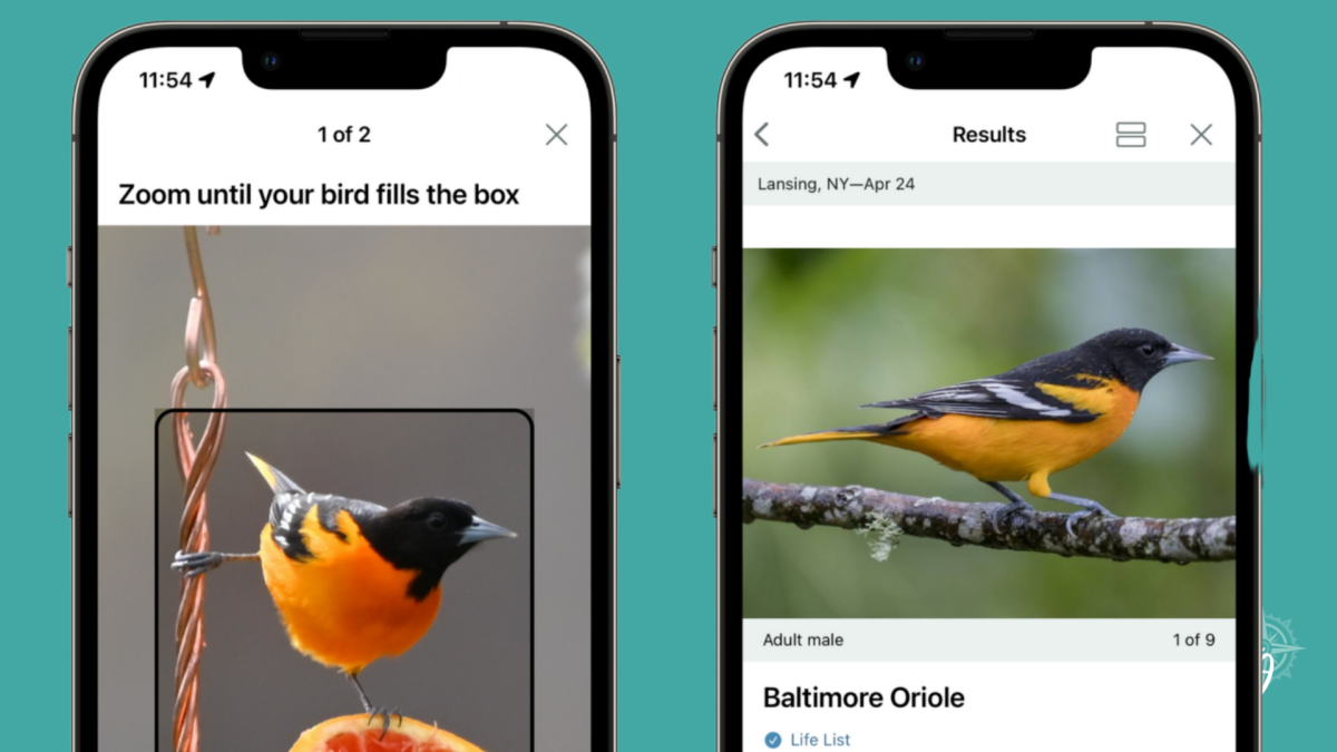 Top 8 Birdsong Apps for Nature-Loving Homeschool Families - Journey Homeschool Academy