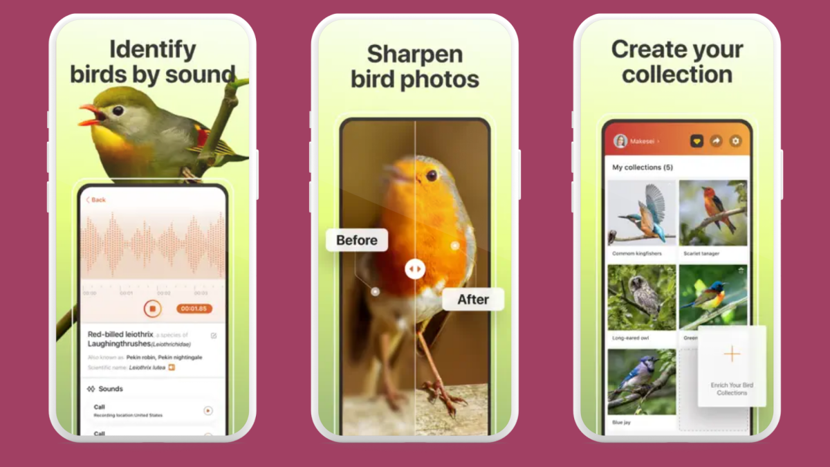 Top 8 Birdsong Apps for Nature-Loving Homeschool Families - Journey Homeschool Academy