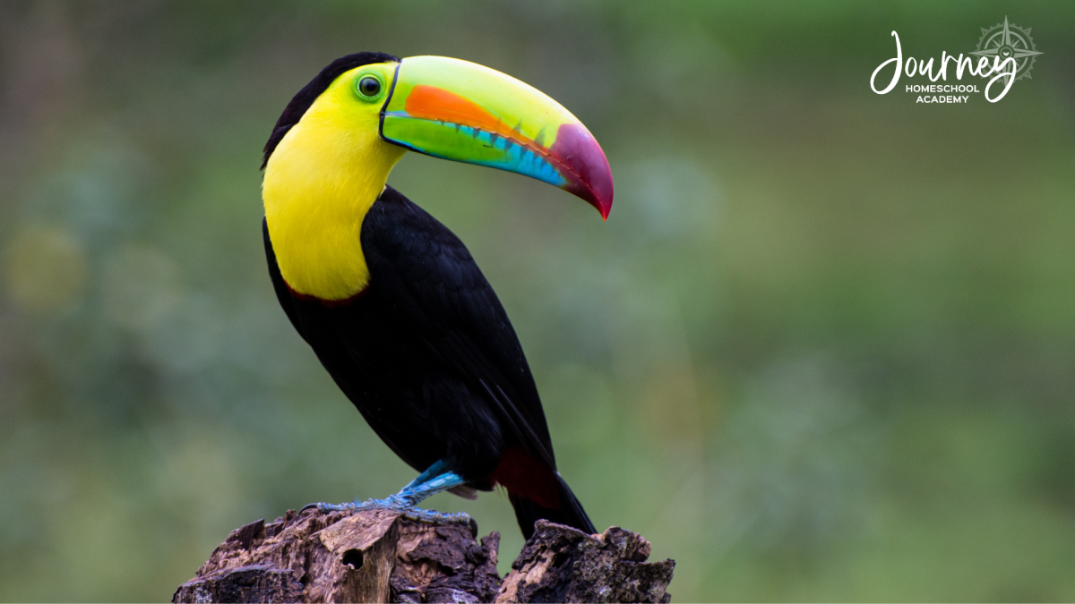 Birding Field Guides: The Best Bird Identification Books for Homeschoolers by Journey Homeschool Academy