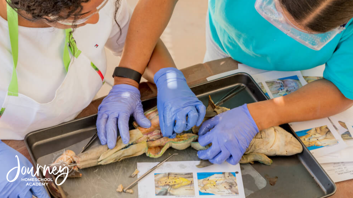 The Best Christian Homeschool Science Kits for Middle and High School - Journey Home School Academy