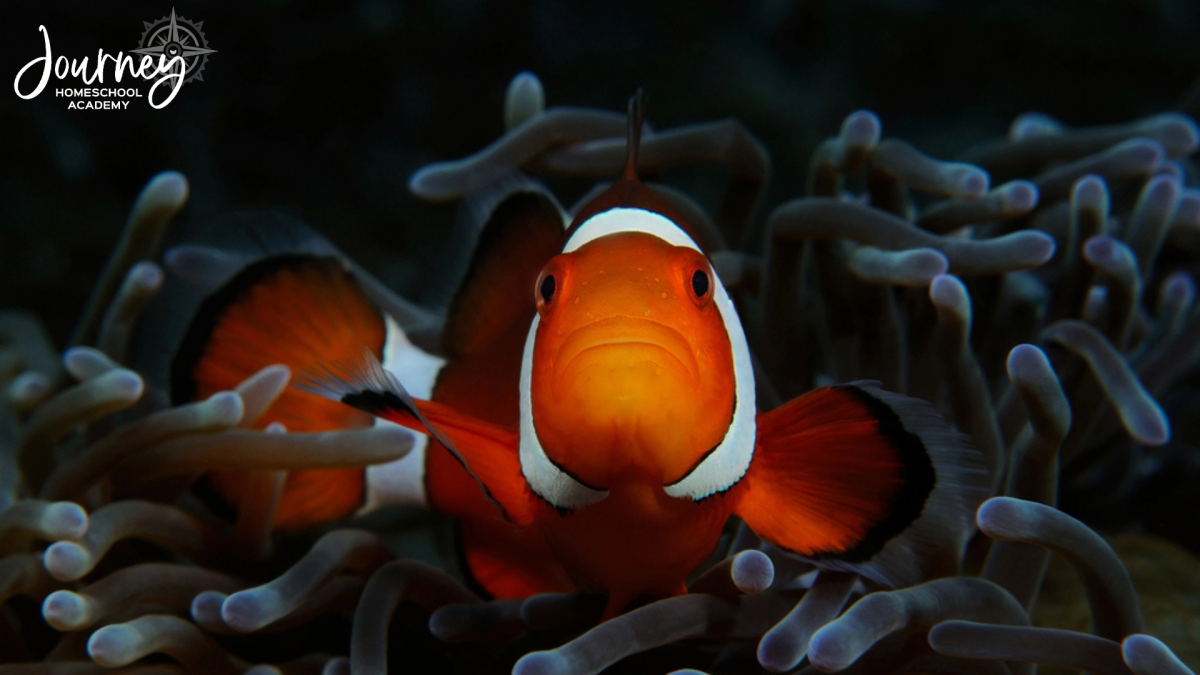 Clownfish in coral reef anemone featured in Journey Homeschool Academy Christian homeschool marine biology course.