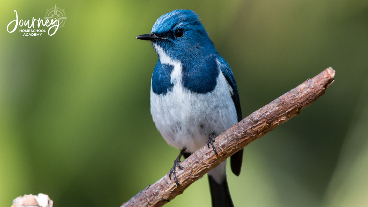 Blue songbird study example from Journey Homeschool Academy’s World of Birds Christian homeschool science course.