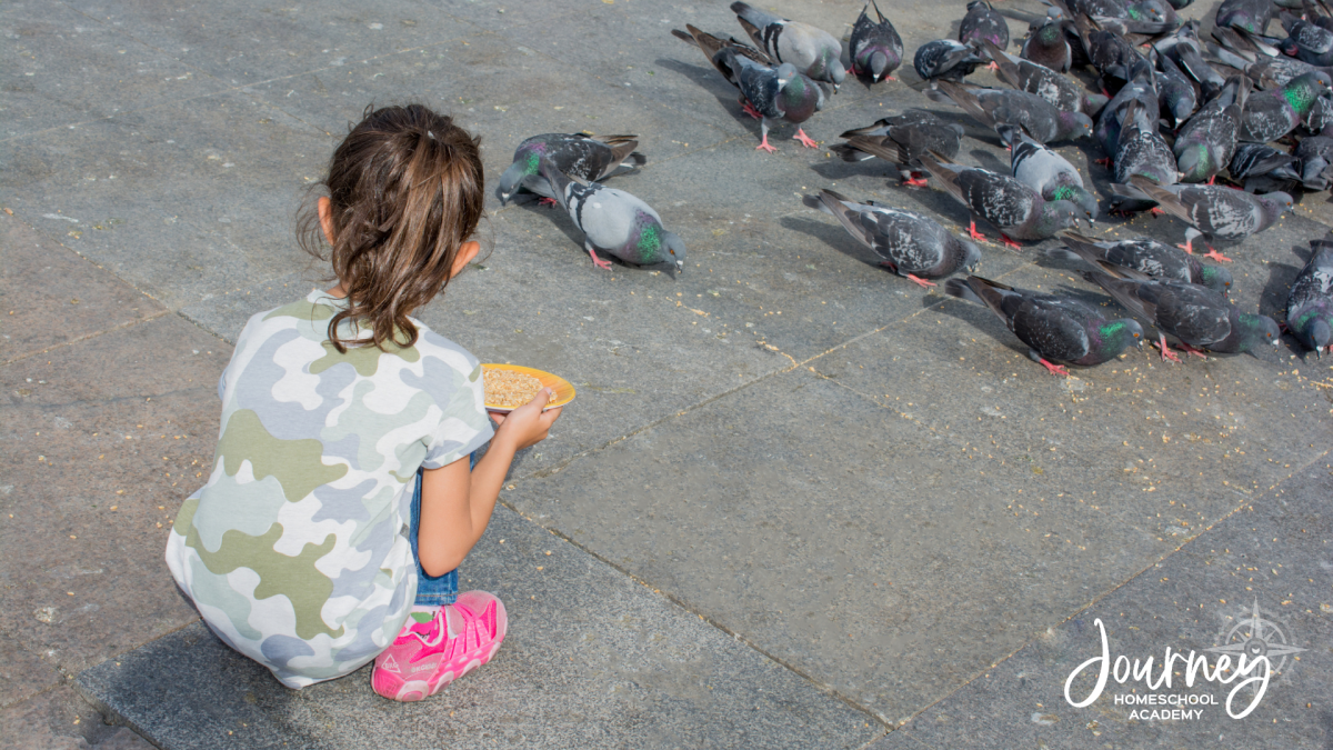 Young homeschool student feeding pigeons as a hands-on Bird-Friendly Backyard science activity with Journey Homeschool Academy.