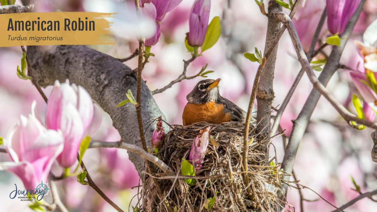 American robin sitting in a nest among pink magnolia blossoms, a perfect example of backyard bird nests for homeschool science studies
