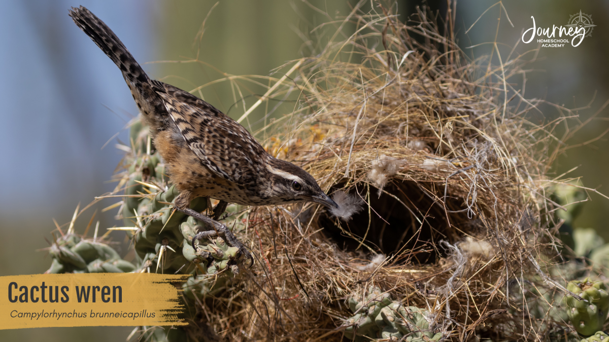 Cactus wren adding a feather to its domed nest built among cactus spines, a natural lesson in protection and design