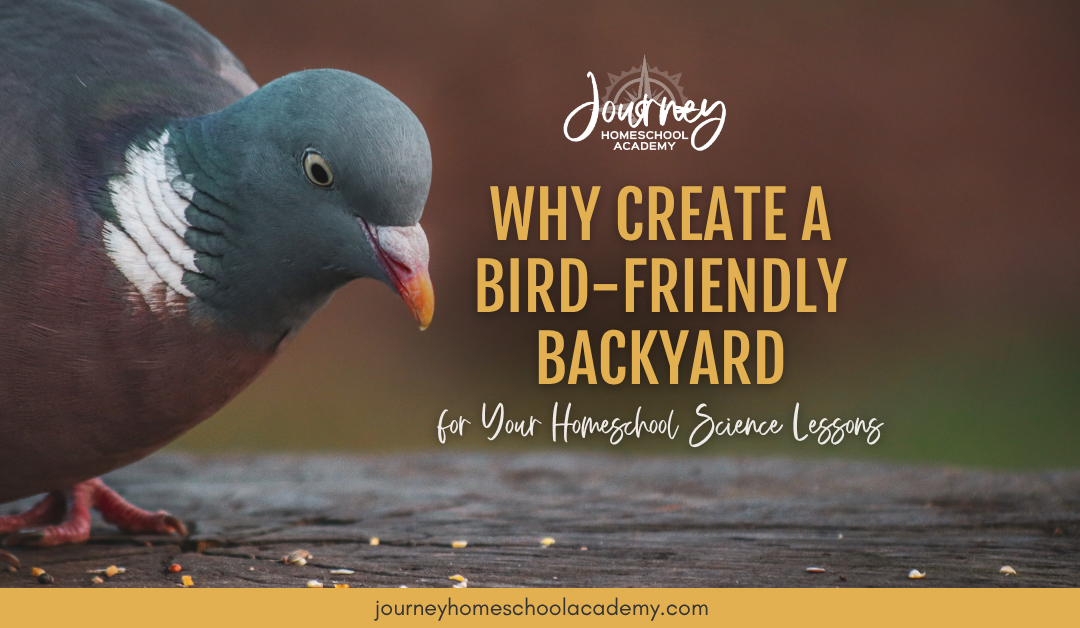 Why Create a Bird-Friendly Backyard for Your Homeschool Science Lessons