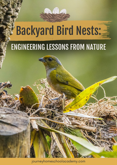 Backyard bird perched near its nest, hero image for Journey Homeschool Academy’s homeschool bird nests article