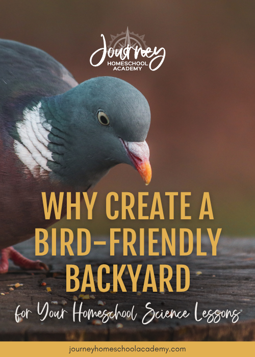 Child watching birds at a backyard feeder as part of a homeschool science lesson from Journey Homeschool Academy’s World of Birds course.