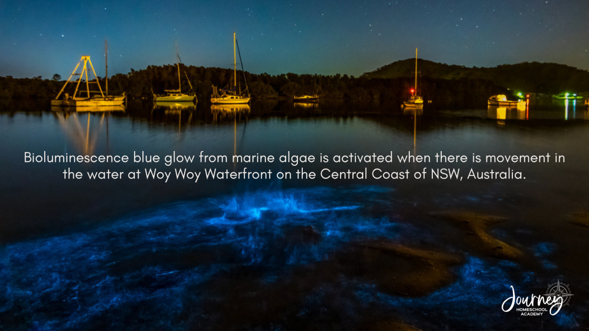 Blue bioluminescent glow on calm waters at Woy Woy Waterfront on Australia’s Central Coast, caused by marine algae lighting up with movement. Image featured by Journey Homeschool Academy.