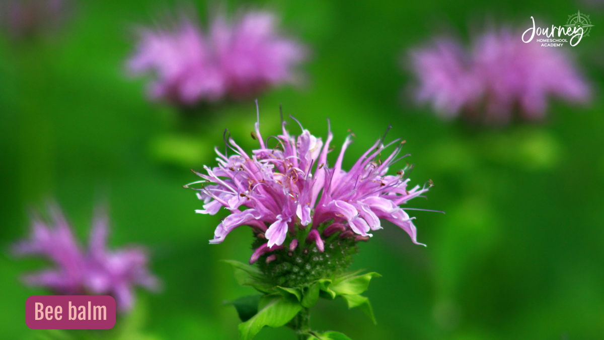 Purple bee balm flower growing in a bird friendly homeschool garden, a native plant that supports hummingbirds and pollinators. Journey Homeschool Academy.