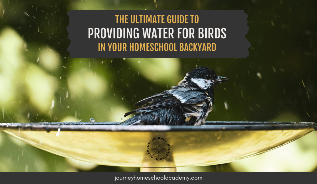 The Ultimate Guide to Providing Water for Birds in Your Homeschool Backyard