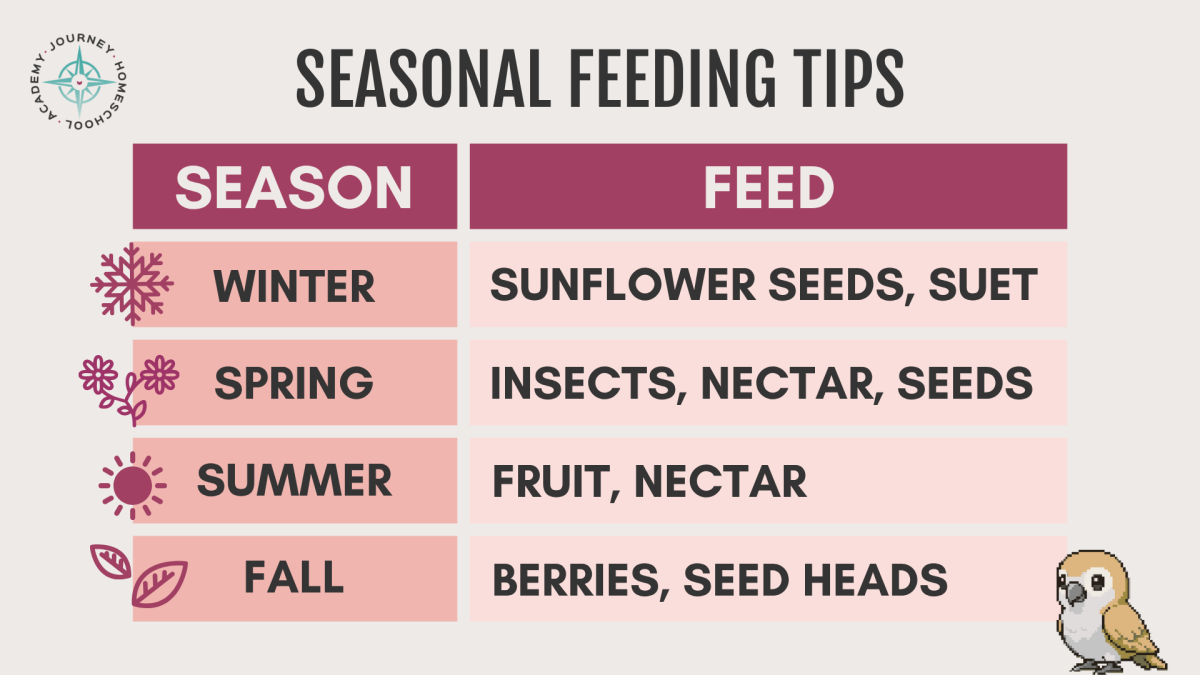 Illustrated seasonal feeding chart from Journey Homeschool Academy showing what to feed birds in winter, spring, summer, and fall for homeschool nature study.
