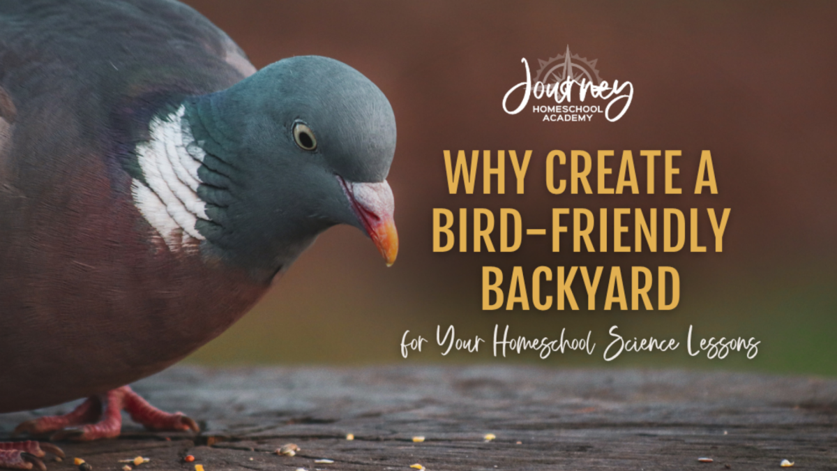 Journey Homeschool Academy image of pigeon on wooden surface promoting bird friendly backyard learning